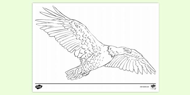 free bald eagle coloring pages