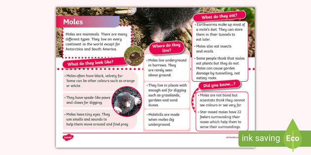 KS1 Mole Fact File (teacher made) - Twinkl