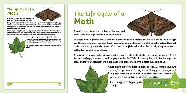The Life Cycle of a Moth Explanation Writing Sample-Australia