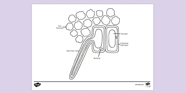 FREE! - Root Hair Cell Labelled Colouring Sheet | Colouring Sheets