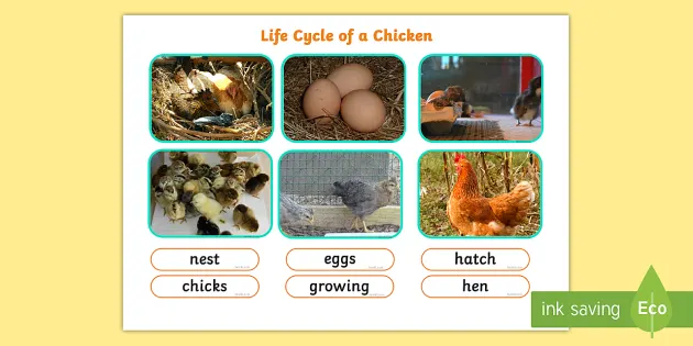 Life Cycle Of A Chicken Photo Cut Out Pack (Teacher-Made)