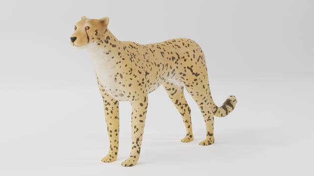 3D Model: Mammals - Cheetah (Teacher-Made) - Twinkl