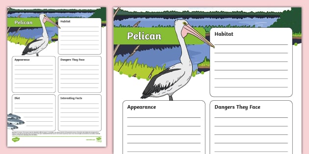 Pelican Fact File Template (teacher made) - Twinkl