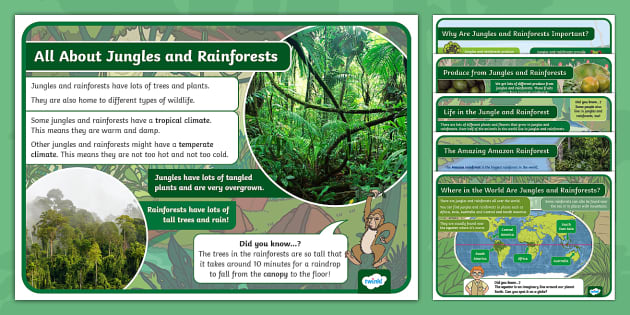 EYFS All About Jungles and Rainforests Fact Files | Twinkl