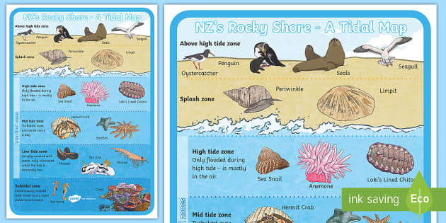 Rocky Shore Animals and Tidal Zones - Years 0-2 - Twinkl NZ