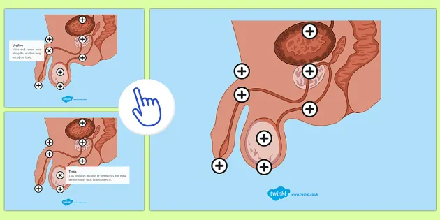 Male Reproductive System Picture Hotspots