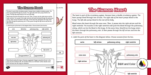 Homeschool Unit Study Human Body Activity 2. DIY Heart Pump