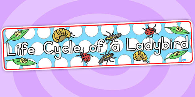 lady bird splash cycle