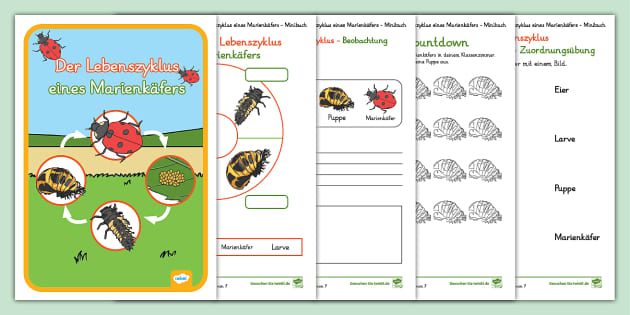 Der Lebenszyklus eines Marienkäfers - Minibuch - Twinkl