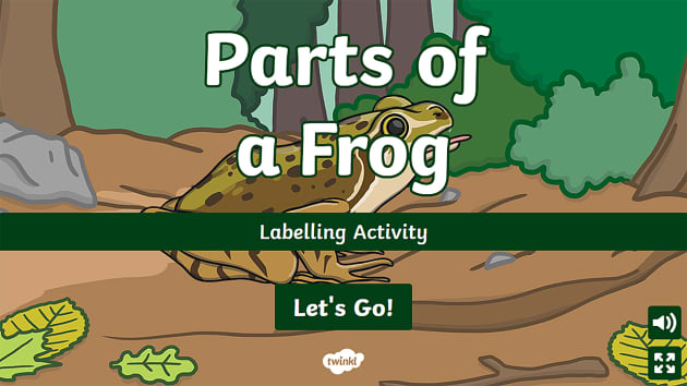 Parts of a Frog Labelling Activity