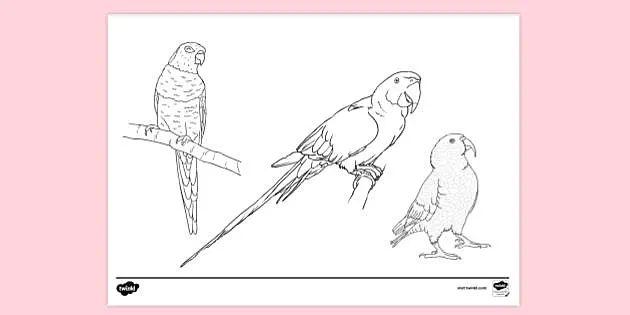 realistic parrot coloring page