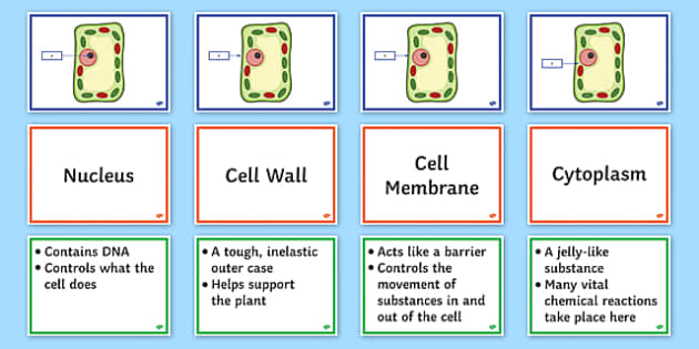 Plant Cell Structure Function Activity Ks3 Science Beyond