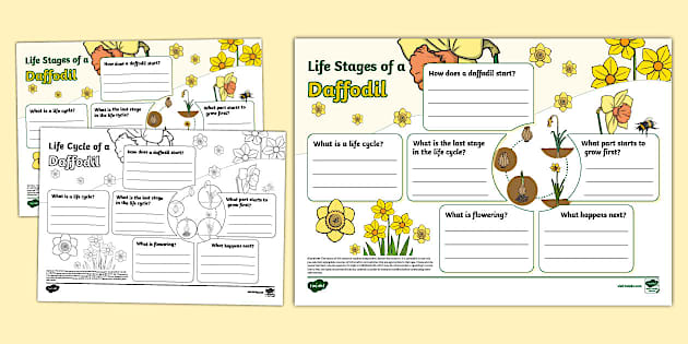 Daffodil Life Stages Fact File Template - Twinkl