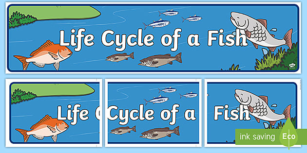 simple life cycle of a fish