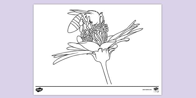 FREE! - Insect Pollinated Flower Colouring Sheet | Colouring Sheets