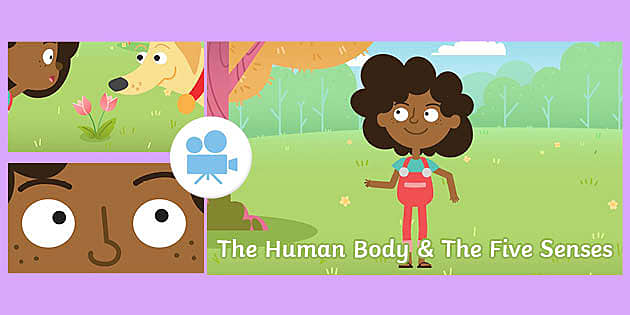 The Human Body and the Five Senses Short Animation - Twinkl