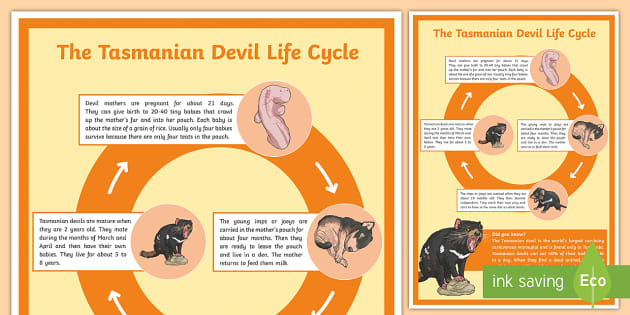 tasmanian-devil-poster-life-cycle-display-poster-twinkl