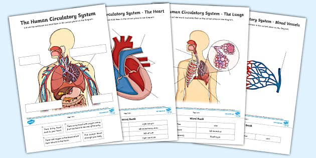 Ks2 The Human Circulatory System Cut And Stick Activity