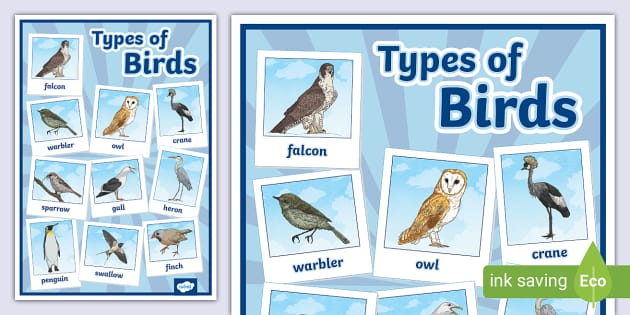 Types of Birds Display Poster (teacher made) - Twinkl