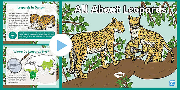 Leopard - Facts, Diet, Habitat & Pictures on
