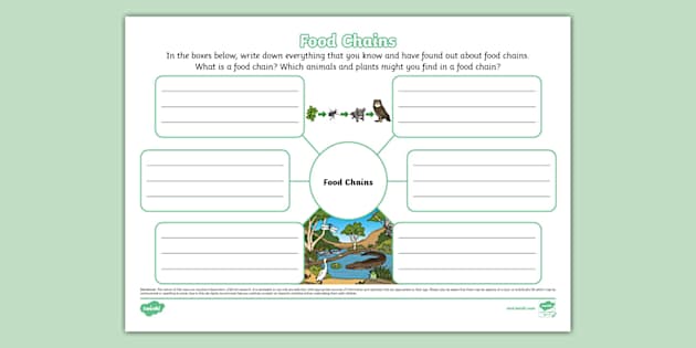 Food Chains Mind Map (teacher made) - Twinkl