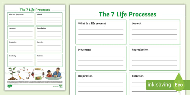 The Life Processes Fact File Template Twinkl