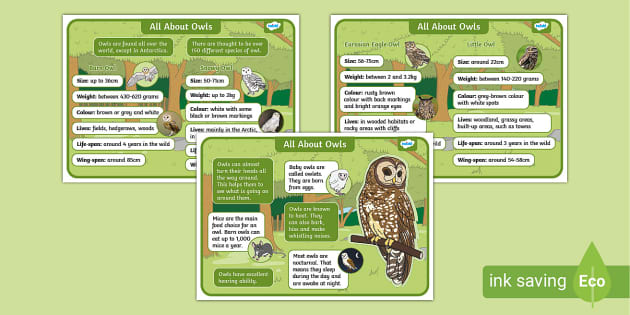 All About Owls Fact Files Teacher Made