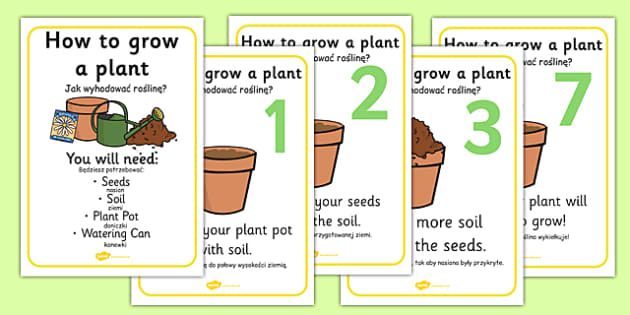 How to Grow a Plant Posters Polish Translation - Twinkl