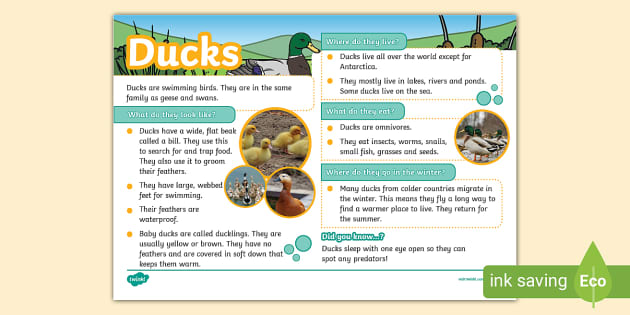 KS1 Ducks Fact File - Animals - Twinkl