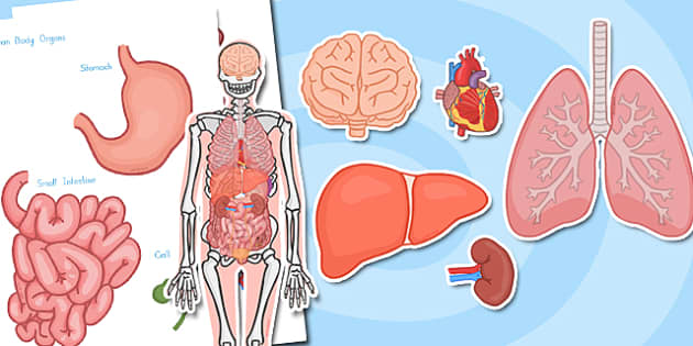 Large Human Body Organs for Skeleton - australia, organs