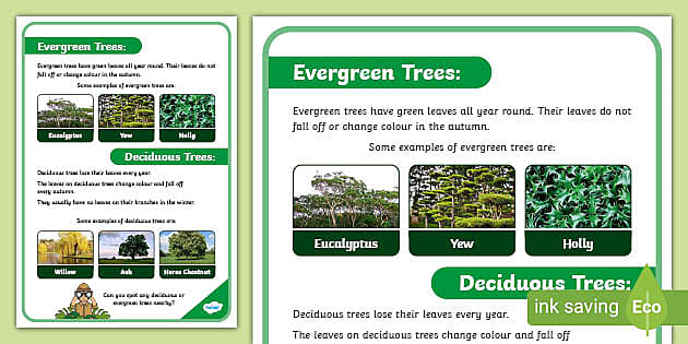 Evergreen and Deciduous Trees Information Poster - Twinkl
