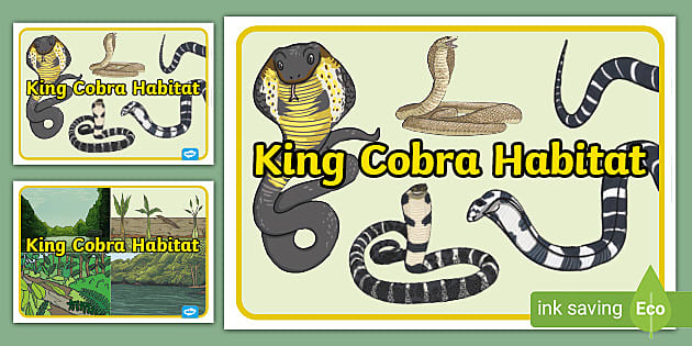 8 Intriguing King Cobra Facts