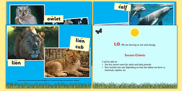 KS1 Baby Animals and Their Mothers PowerPoint - Teacher-made
