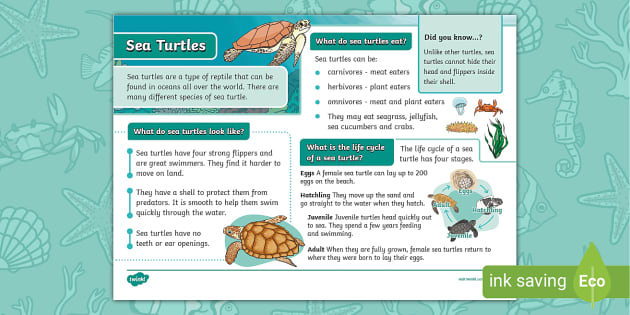KS1 Sea Turtle Fact File (teacher made) - Twinkl