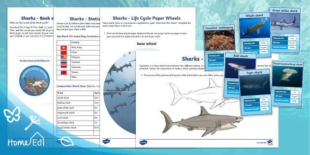 FREE! - Sharks Lapbook | Primary Resources - Twinkl