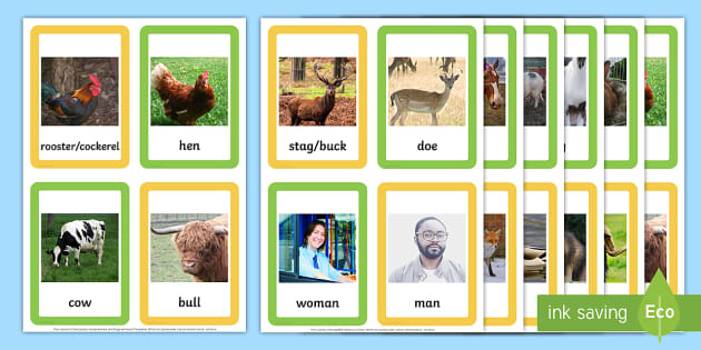 Male and Female Animal Names Matching Cards (teacher made)