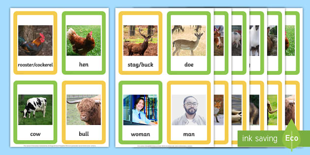 male-and-female-animal-names-matching-cards-twinkl