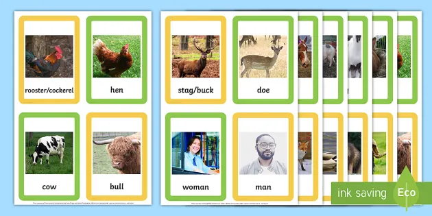 Male and Female Animal Names Matching Cards (Teacher-Made)
