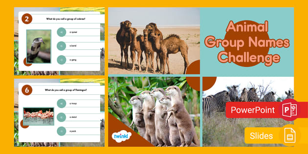 Animal Group Names Quiz Challenge PowerPoint & Google Slides