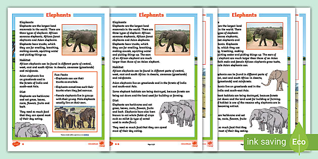 Animal Facts: The Elephant