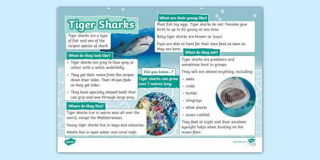 KS1 Tiger Shark Fact File (teacher made) - Twinkl