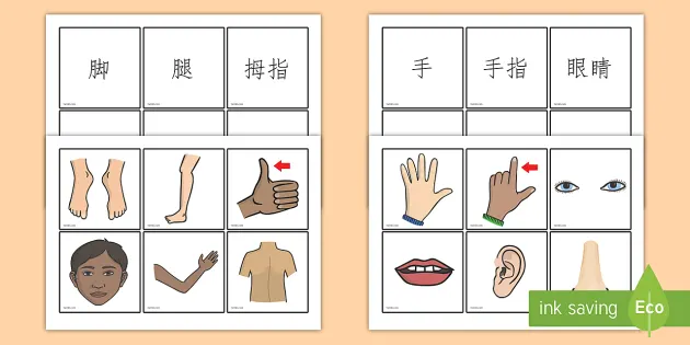 身体部位名称卡片 身体部位名称卡片