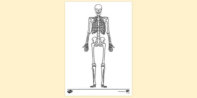 Human Skeleton Upper Limb In Transparent Back View With Arm Poses Vector,  Pelvis, Upper, Medicine PNG and Vector with Transparent Background for Free  Download