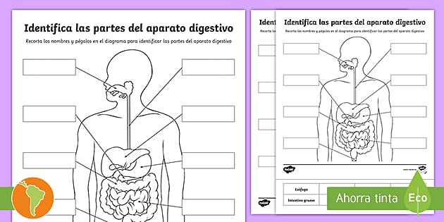 Ficha de actividad: El sistema digestivo - Twinkl