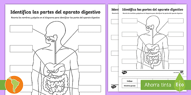 BrainBox brainlinks la digestión Juego de Cartas Sistema Digestivo Ciencia Educativo 