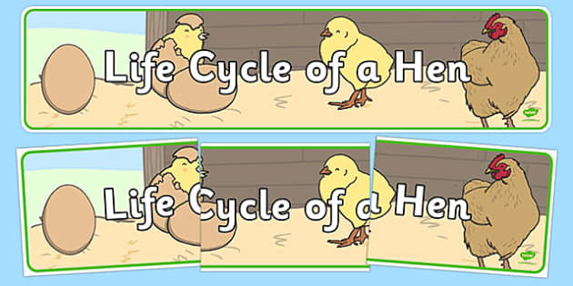 FREE! - Life Cycle of a Hen Display Banner (teacher made)