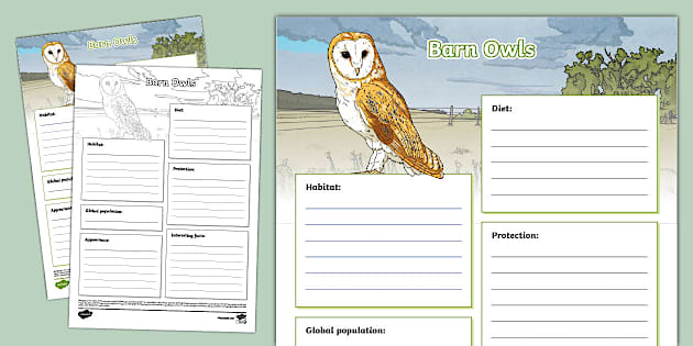 Barn Owls Fact File Template (Hecho por educadores) - Twinkl