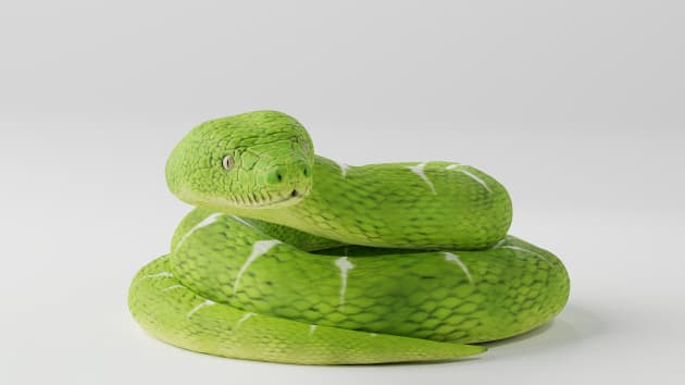 3D Model: Reptiles - Emerald Tree Boa (teacher made)