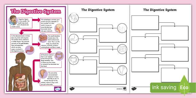 digestive system flow chart for kids