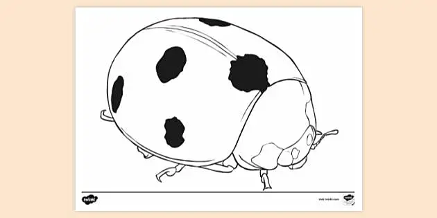 How to draw Cat Noir  Ladybug coloring page, Easy drawings, Cat drawing